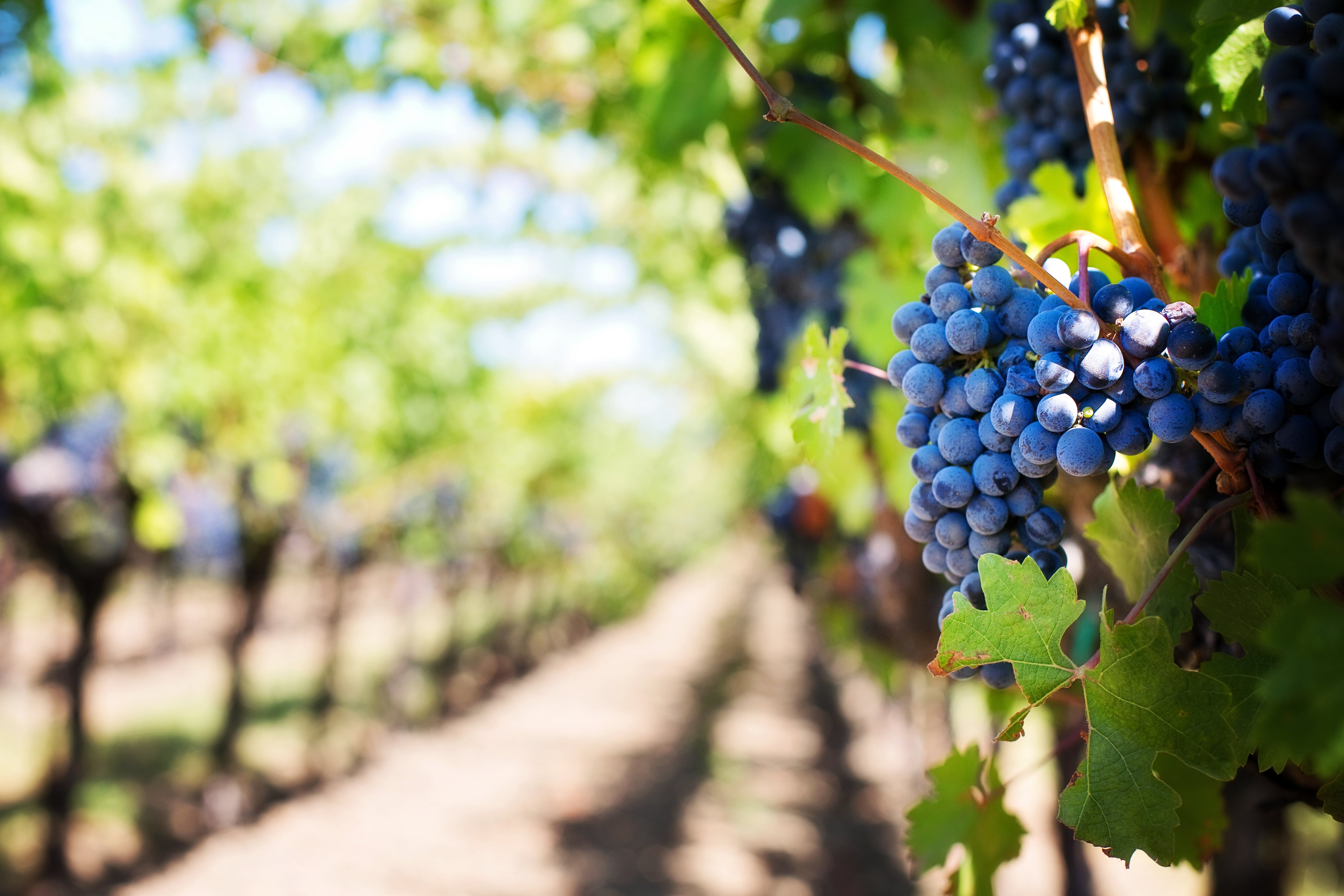 All you need to know about wine transportation