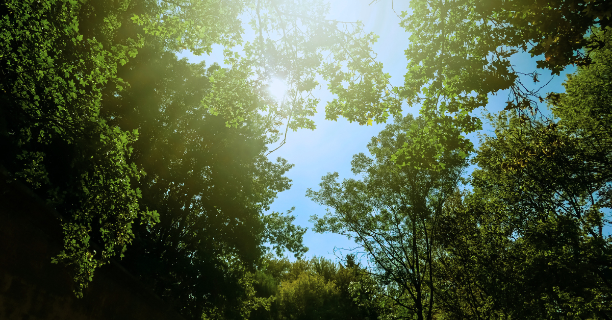 Happy International Day of Forests from Bertling!
