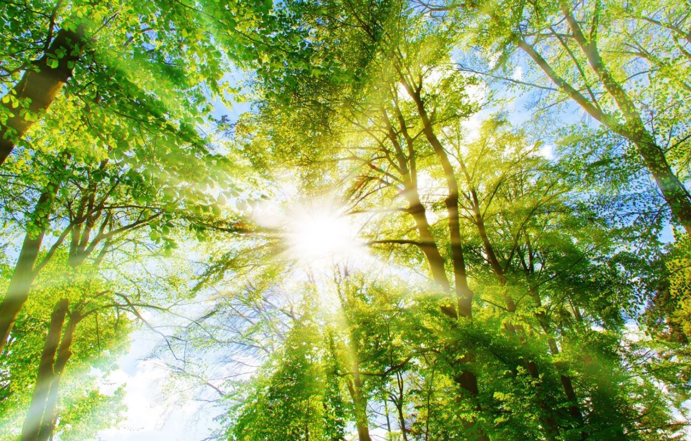 Renewal of Our Partnership with Plant-My-Tree® 