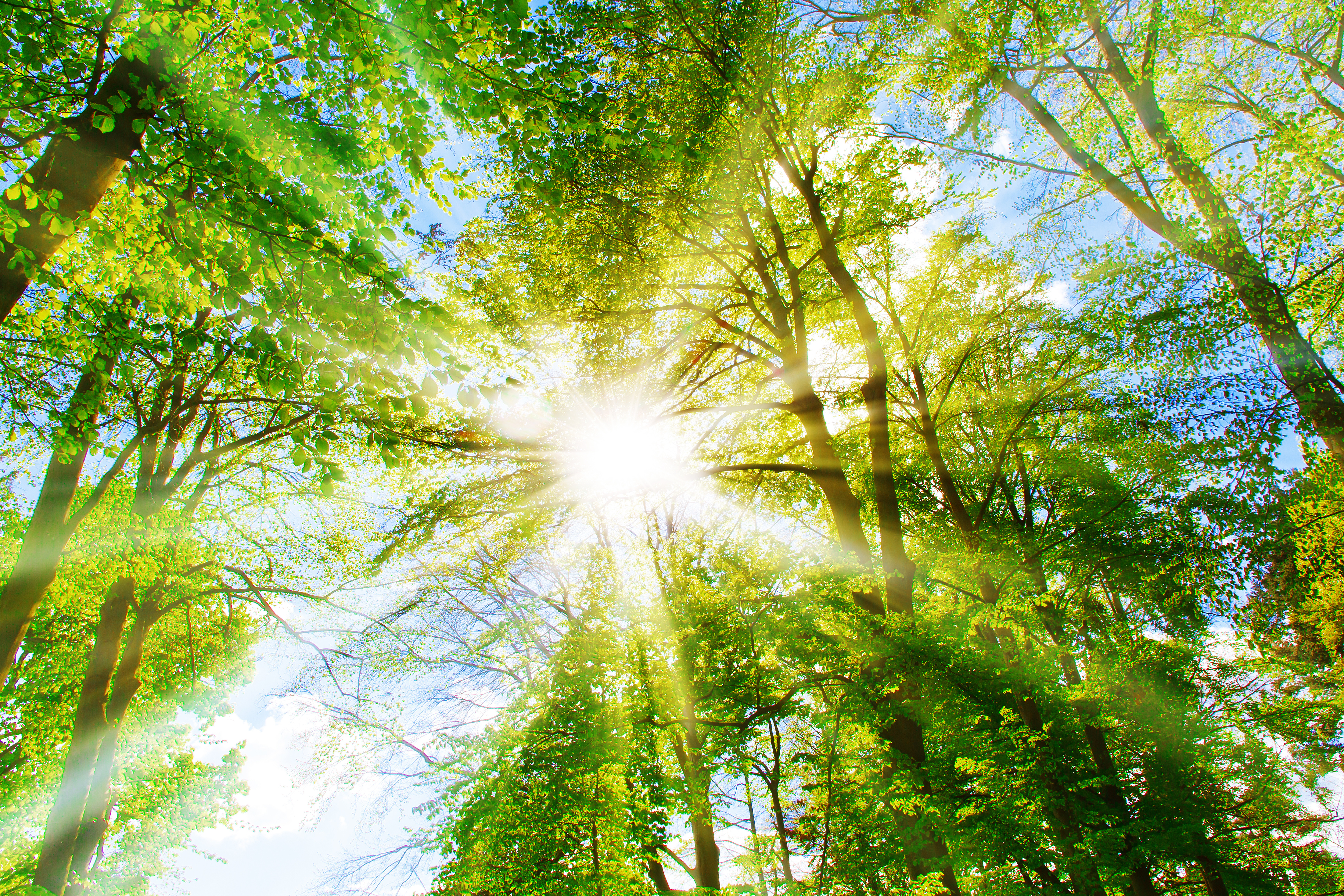 Bertling obtains PLANT-MY-TREE Bronze Partnership